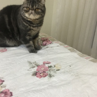 Exotic Shorthair, Kedi  Bado fotoğrafı