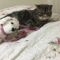 Exotic Shorthair, Kedi  Bado fotoğrafı