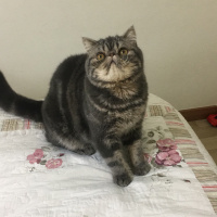 Exotic Shorthair, Kedi  Bado fotoğrafı