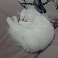 British Shorthair, Kedi  Köpük fotoğrafı