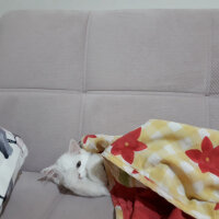 British Shorthair, Kedi  Köpük fotoğrafı