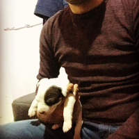 Amerikan Pitbull Terrier, Köpek  Zumre fotoğrafı