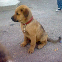 Amerikan Pitbull Terrier, Köpek  Zumre fotoğrafı