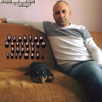 Amerikan Pitbull Terrier, Köpek  Zumre fotoğrafı