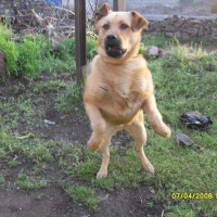 Amerikan Pitbull Terrier, Köpek  Zumre fotoğrafı