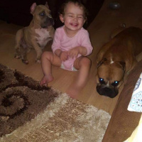 Amerikan Pitbull Terrier, Köpek  Zumre fotoğrafı