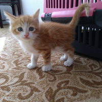 Sarman, Kedi  paşa fotoğrafı