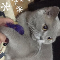 British Shorthair, Kedi  Mia fotoğrafı