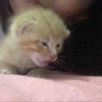 British Shorthair, Kedi  Mia fotoğrafı