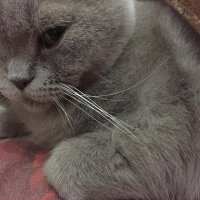 British Shorthair, Kedi  Mia fotoğrafı