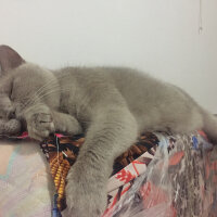 British Shorthair, Kedi  Mia fotoğrafı