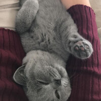 British Shorthair, Kedi  Mia fotoğrafı