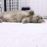 British Shorthair, Kedi  Mia fotoğrafı