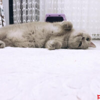 British Shorthair, Kedi  Mia fotoğrafı