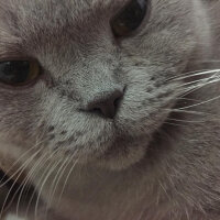 British Shorthair, Kedi  Mia fotoğrafı