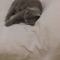 British Shorthair, Kedi  Mia fotoğrafı