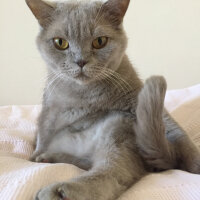 British Shorthair, Kedi  Mia fotoğrafı