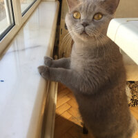 British Shorthair, Kedi  Mia fotoğrafı