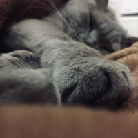 British Shorthair, Kedi  Mia fotoğrafı