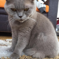 British Shorthair, Kedi  Mia fotoğrafı