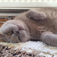 British Shorthair, Kedi  Mia fotoğrafı