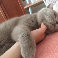 British Shorthair, Kedi  Mia fotoğrafı