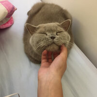 British Shorthair, Kedi  Mia fotoğrafı