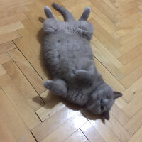 British Shorthair, Kedi  Mia fotoğrafı