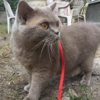 British Shorthair, Kedi  Mia fotoğrafı