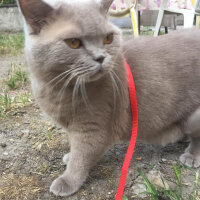 British Shorthair, Kedi  Mia fotoğrafı