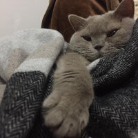 British Shorthair, Kedi  Mia fotoğrafı