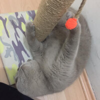 British Shorthair, Kedi  Mia fotoğrafı