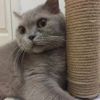 British Shorthair, Kedi  Mia fotoğrafı