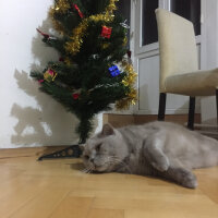 British Shorthair, Kedi  Mia fotoğrafı