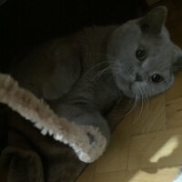 British Shorthair, Kedi  Mia fotoğrafı