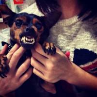 Minyatür Pinscher, Köpek  ŞİVA fotoğrafı