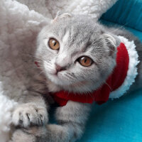 Scottish Fold, Kedi  Duman fotoğrafı