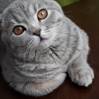 Scottish Fold, Kedi  Duman fotoğrafı