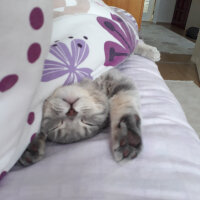 Scottish Fold, Kedi  Duman fotoğrafı