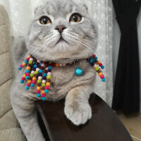 Scottish Fold, Kedi  Duman fotoğrafı