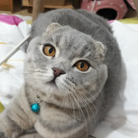 Scottish Fold, Kedi  Duman fotoğrafı