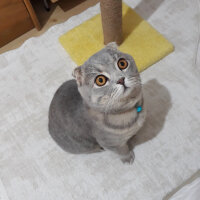 Scottish Fold, Kedi  Duman fotoğrafı