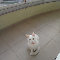 Van Kedisi, Kedi  İnci fotoğrafı