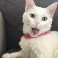 Van Kedisi, Kedi  İnci fotoğrafı