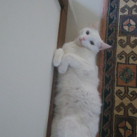 Van Kedisi, Kedi  İnci fotoğrafı