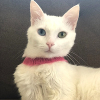 Van Kedisi, Kedi  İnci fotoğrafı
