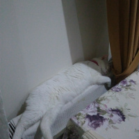 Van Kedisi, Kedi  İnci fotoğrafı