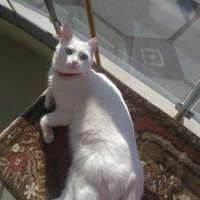 Van Kedisi, Kedi  İnci fotoğrafı
