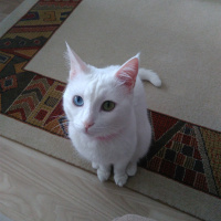 Van Kedisi, Kedi  İnci fotoğrafı