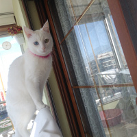 Van Kedisi, Kedi  İnci fotoğrafı